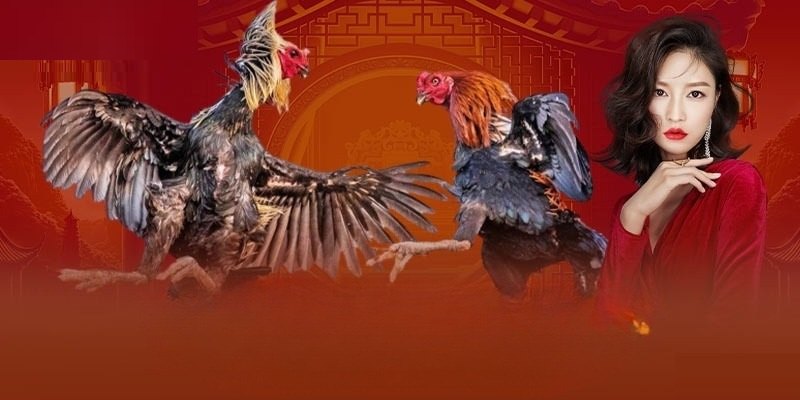 Khám phá thế giới chiến kê tại đá gà online 777loc