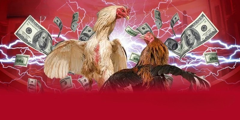 Ưu điểm hấp dẫn mà sân chơi đá gà mang lại
