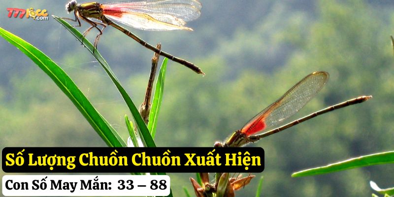 chuồn chuồn bay vào nhà mình