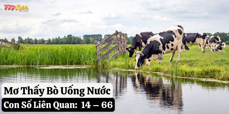 mơ thấy bò 777loc