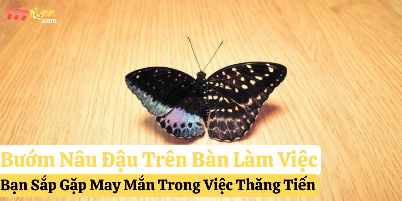 bướm nâu bay vào nhà đánh gì