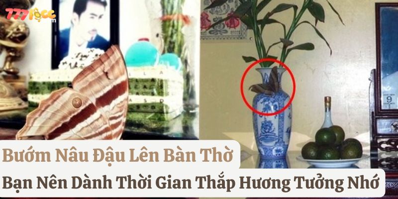 bướm nâu bay vào nhà
