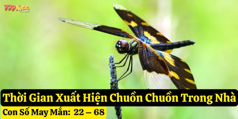 chuồn chuồn bay vào nhà