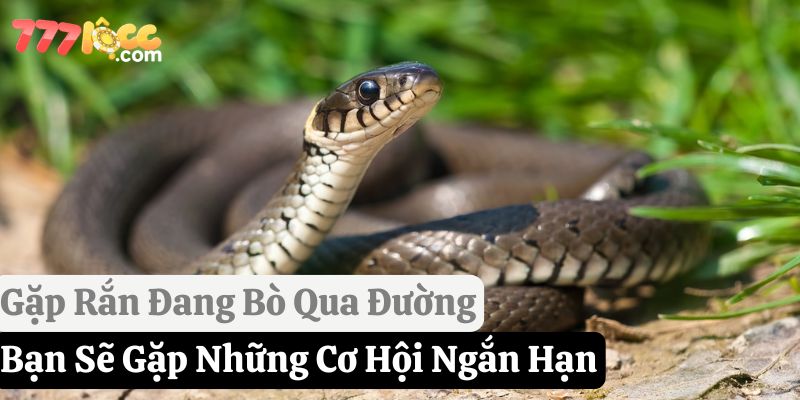 gặp rắn