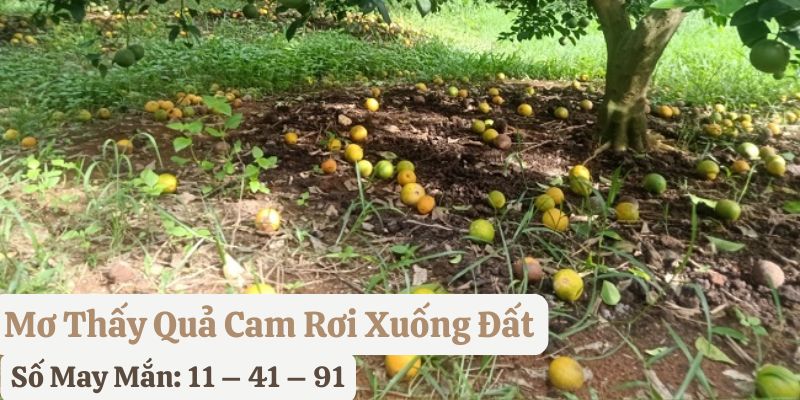 mơ thấy quả cam