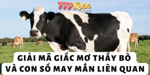 mơ thấy bò 777loc thumb