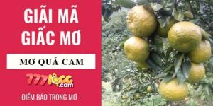 mơ thấy quả cam 777loc thumb