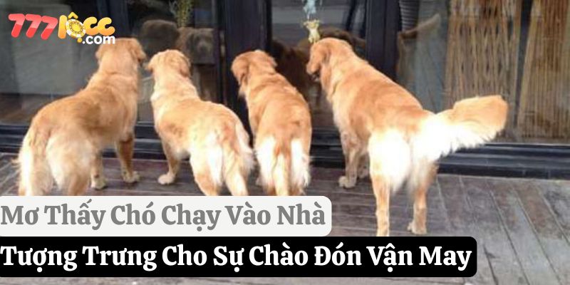 nằm mơ chó