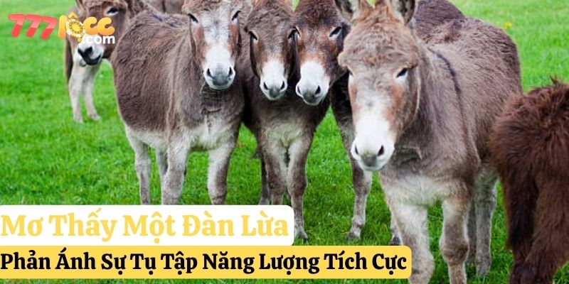 nằm mơ lừa