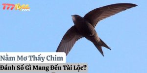 nằm mơ thấy chim đánh số gì 777loc thumb