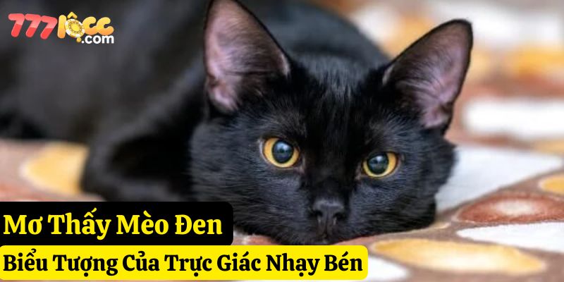 nằm mơ thấy mèo 777loc