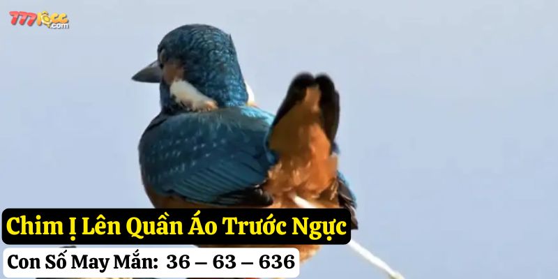 chim ị lên người