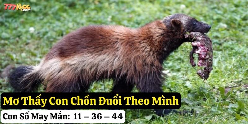mơ thấy con chồn 777loc
