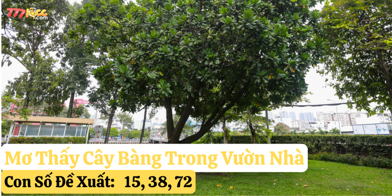 mơ thấy cây bàng 777loc