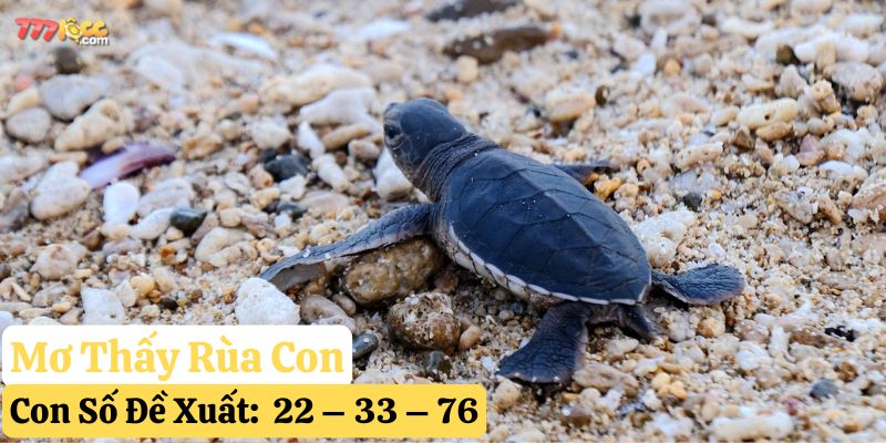 mơ thấy rùa 777loc