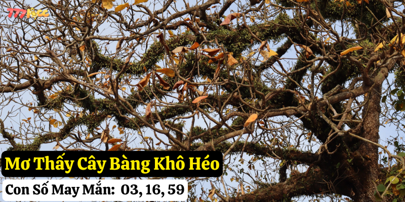 mơ thấy cây bàng