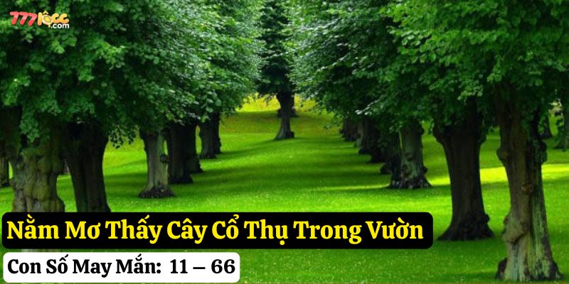 nằm mơ thấy cây cổ thụ
