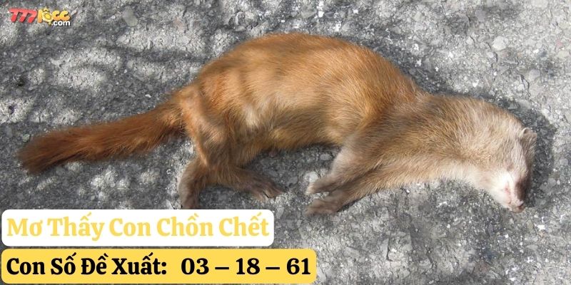 mơ thấy con chồn