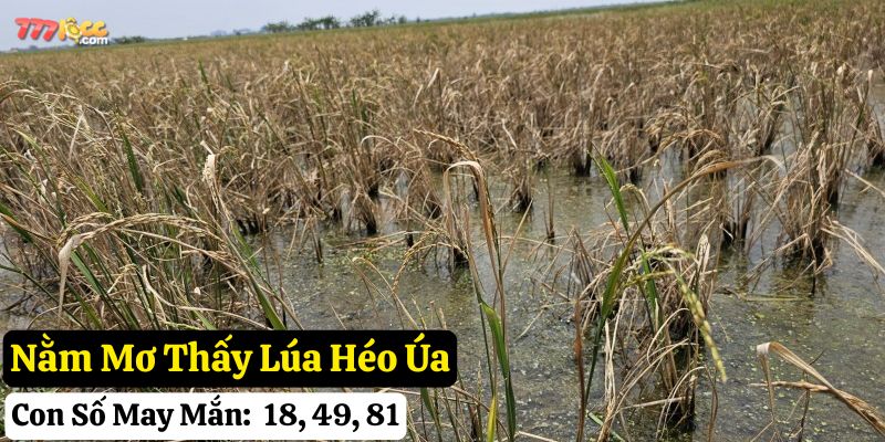 nằm mơ thấy lúa