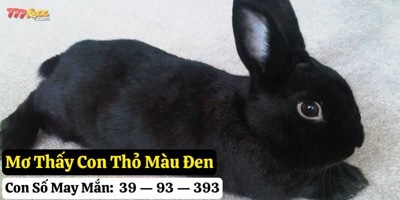 mơ thấy con thỏ 777loc