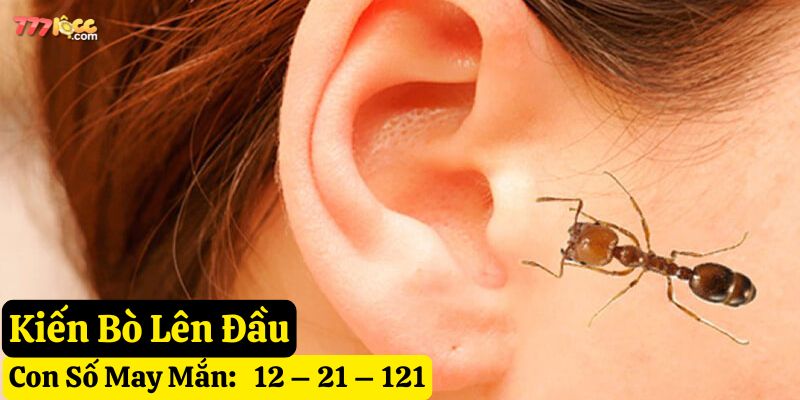 bị kiến hay bò lên người