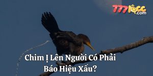 chim ị lên người 777loc thumb