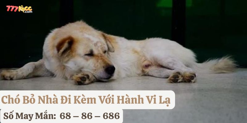 thấy chó bỏ nhà đi