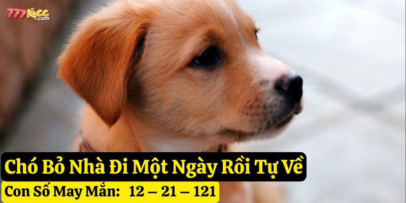 thấy chó bỏ đi