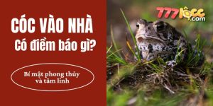cóc vào nhà 777loc thumb