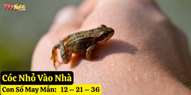 thấy cóc vào nhà