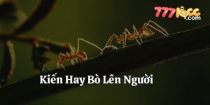kiến hay bò lên người 777loc thumb