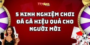 kinh nghiệm chơi đá gà 777loc thumb