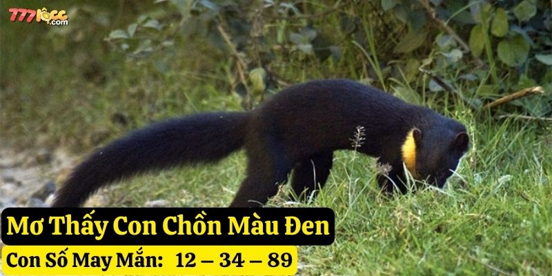nằm mơ thấy con chồn