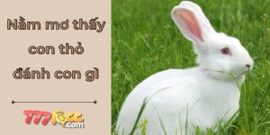 mơ thấy con thỏ 777loc thumb