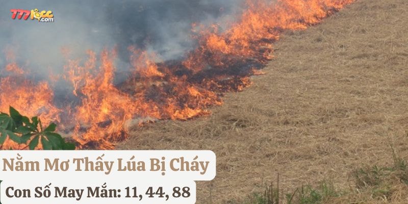 ngủ mơ thấy lúa