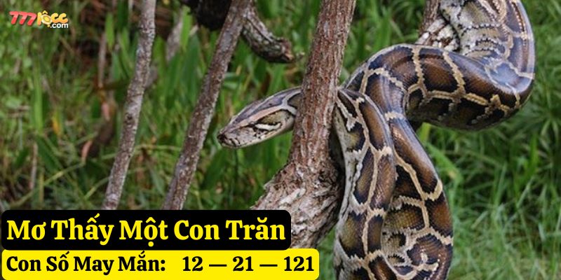 mơ thấy trăn