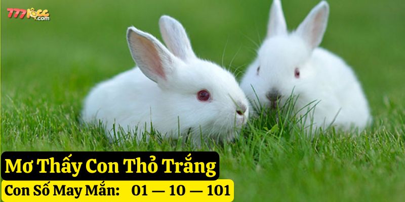 nằm mơ con thỏ