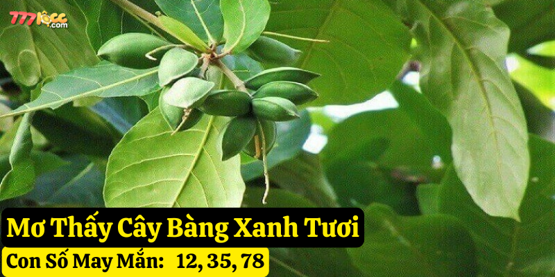 nằm mơ thấy cây bàng