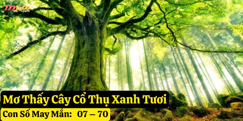 mơ thấy cây cổ thụ