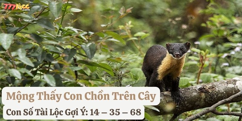 nằm mơ con chồn