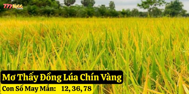 ngủ mơ thấy lúa