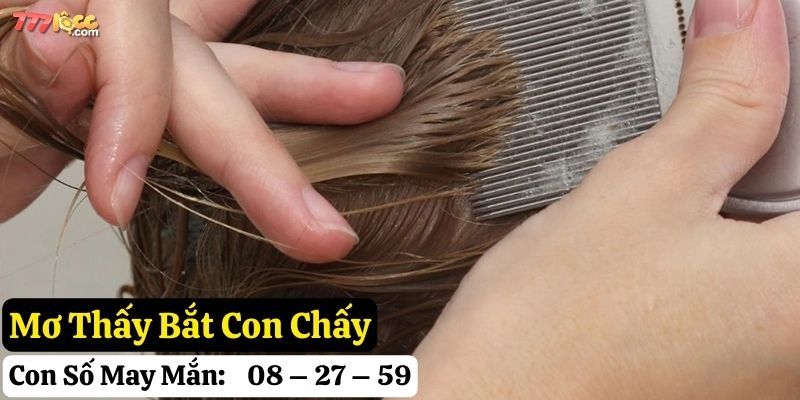 mơ thấy con chấy 777loc