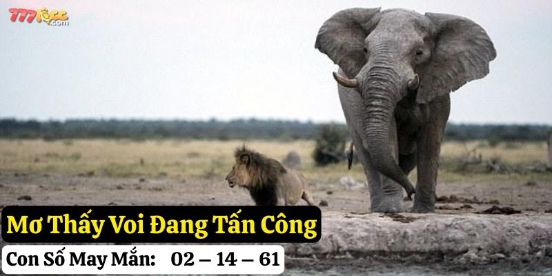 mơ thấy voi 777loc