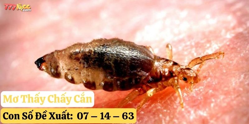 mơ thấy con chấy