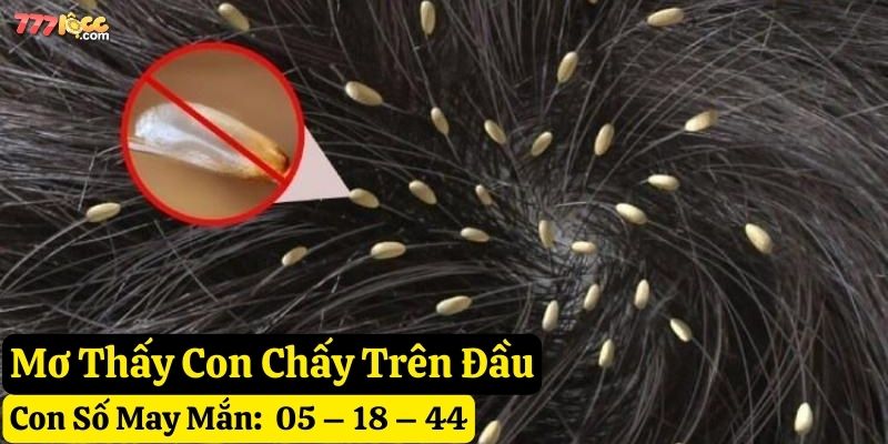 nằm mơ thấy con chấy