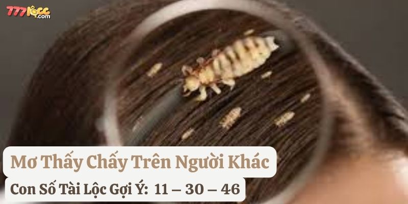 nằm mơ con chấy